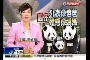 新闻爆料熊猫哥视频下载,揭秘热门短视频背后的下载攻略  第1张